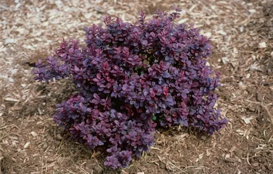 Berberis thunbergii 'Concorde'