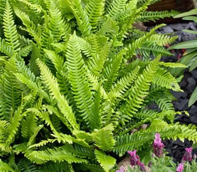 Blechnum spicant