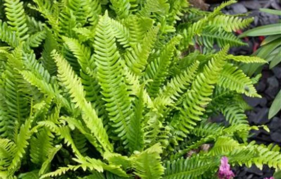 Blechnum spicant