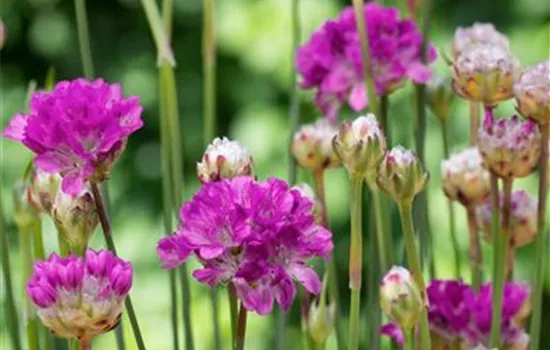 Armeria pseudarmeria, rosa