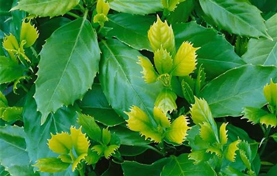 Aucuba japonica 'Dentata'