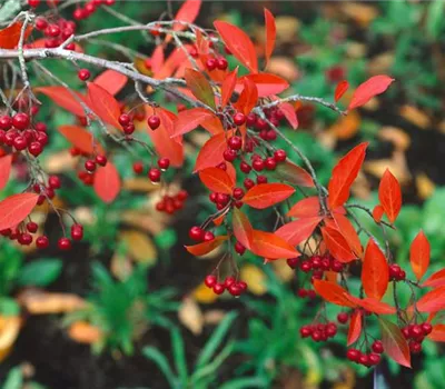 Aronia arbutifolia 'Brilliant'