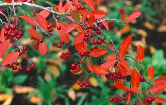 Aronia arbutifolia 'Brilliant'