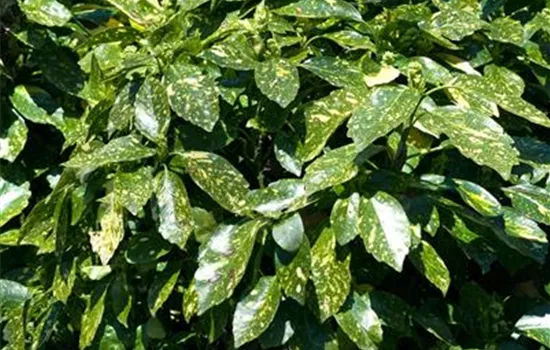 Aucuba japonica 'Gold Dust'