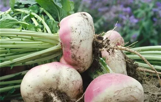 Brassica napus rapifera (Steckrübe)