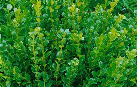 Buxus microphylla 'Winter Gem'