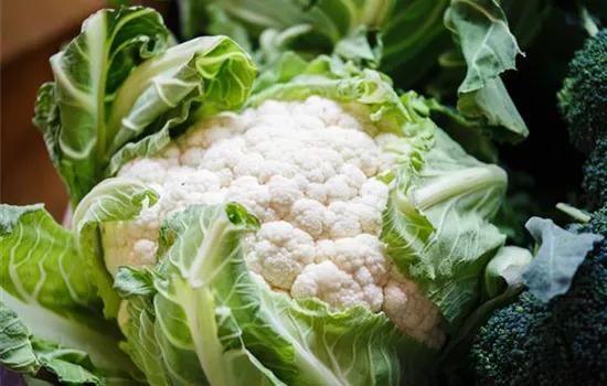 Brassica oleracea botrytis