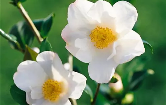 Camellia sasanqua Yuletide