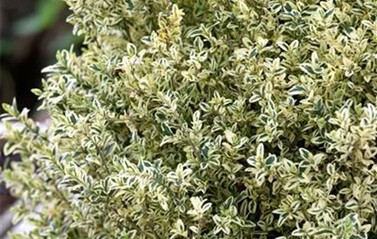 Buxus sempervirens 'Argenteovariegata'