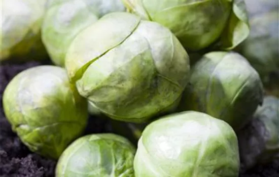 Brassica oleracea gemmifera (Rosenkohl)