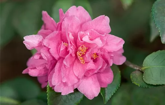 Camellia x Winter's Joy