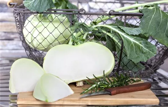 Brassica oleracea gongylodes 'Superschmelz' (Kohlrabi)