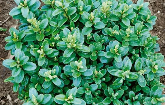 Buxus sempervirens 'Blauer Heinz'