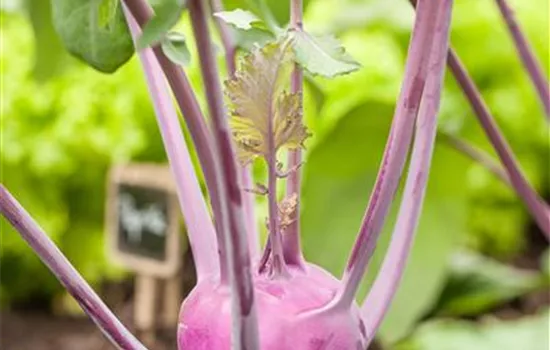 Brassica oleracea gongylodes, blau (Kohlrabi), blau