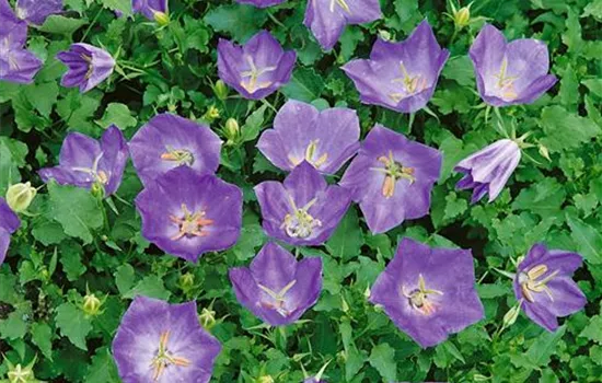 Campanula carpatica 'Blaue Clips'