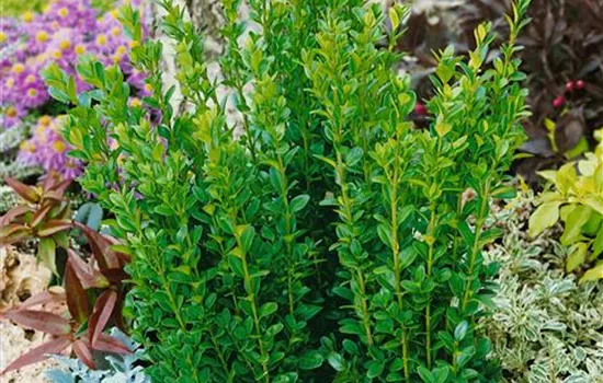 Buxus sempervirens 'Graham Blandy'