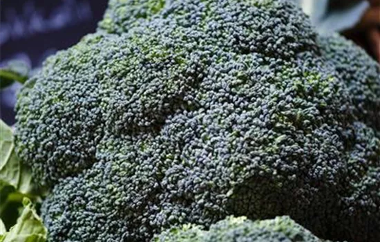 Brassica oleracea italica (Broccoli)