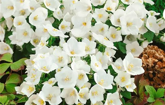 Campanula carpatica 'Glockenteppich Weiß'