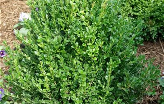 Buxus sempervirens 'Green Mound'