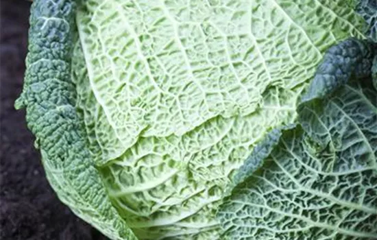 Brassica oleracea sabauda