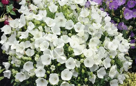 Campanula carpatica 'Weiße Clips'