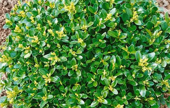 Buxus sempervirens 'Green Velvet'