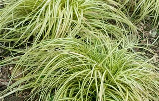 Carex morrowii Variegata