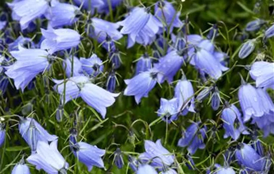 Campanula cochlearifolia 'Baby Blue', Blau