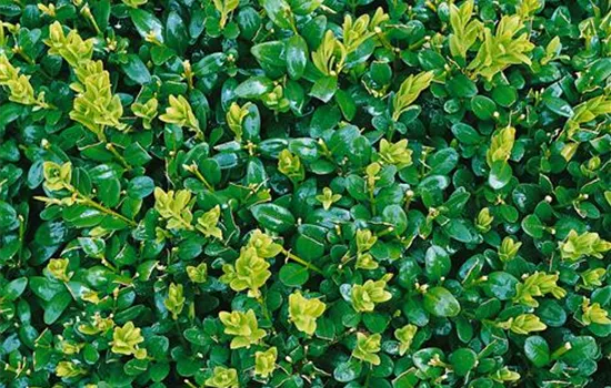 Buxus sempervirens 'Newport Blue'