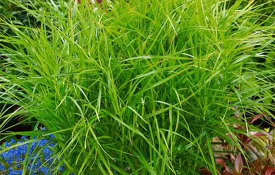 Carex muskingumensis