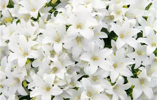 Campanula cochlearifolia 'Baby White', Weiß