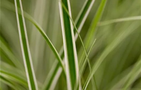 Carex oshimensis Everest ®