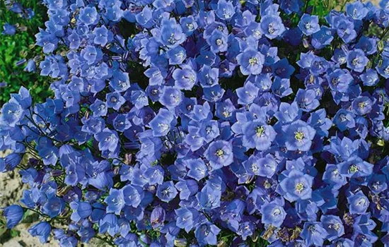 Campanula cochleariifolia, blau