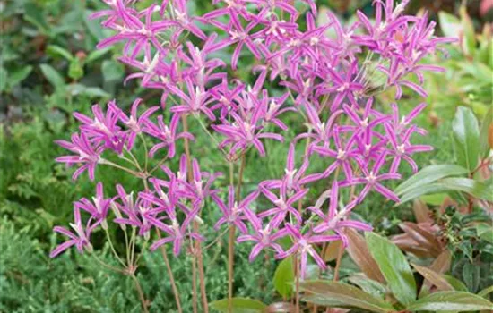 Brodiaea californica