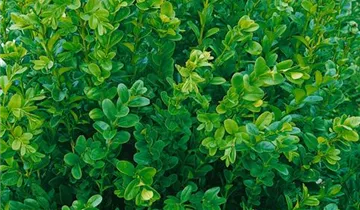 Chinesischer Buchsbaum 'Wintergreen'