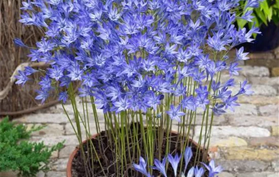 Brodiaea 'Queen Fabiola'