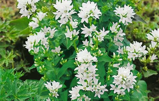 Campanula glomerata 'Alba'