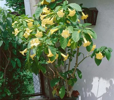 Brugmansia, gelb