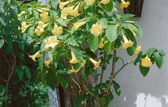 Brugmansia, gelb