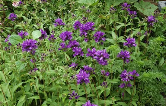 Campanula glomerata, purpurviolett, violett