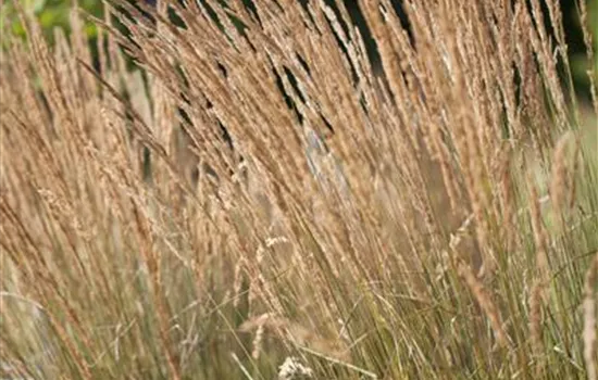 Calamagrostis x acutiflora 'Karl Förster'