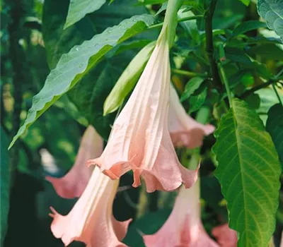 Brugmansia, rosa