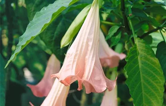 Brugmansia, rosa