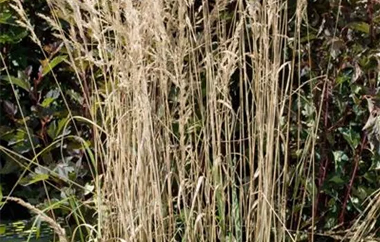 Calamagrostis x acutiflora 'Overdam'