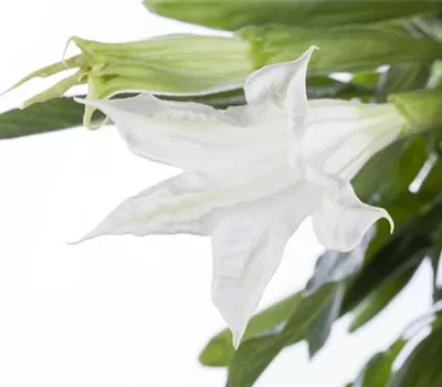 Brugmansia, weiß