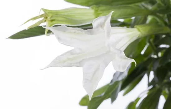 Brugmansia, weiß