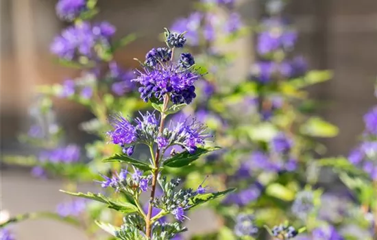 Caryopteris x clandonensis 'Dark Knight'