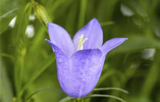 Campanula medium Rosea