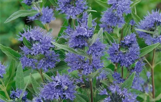 Caryopteris x clandonensis 'Heavenly Blue'