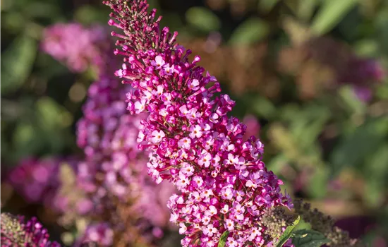Buddleja 'Buzz Magenta'